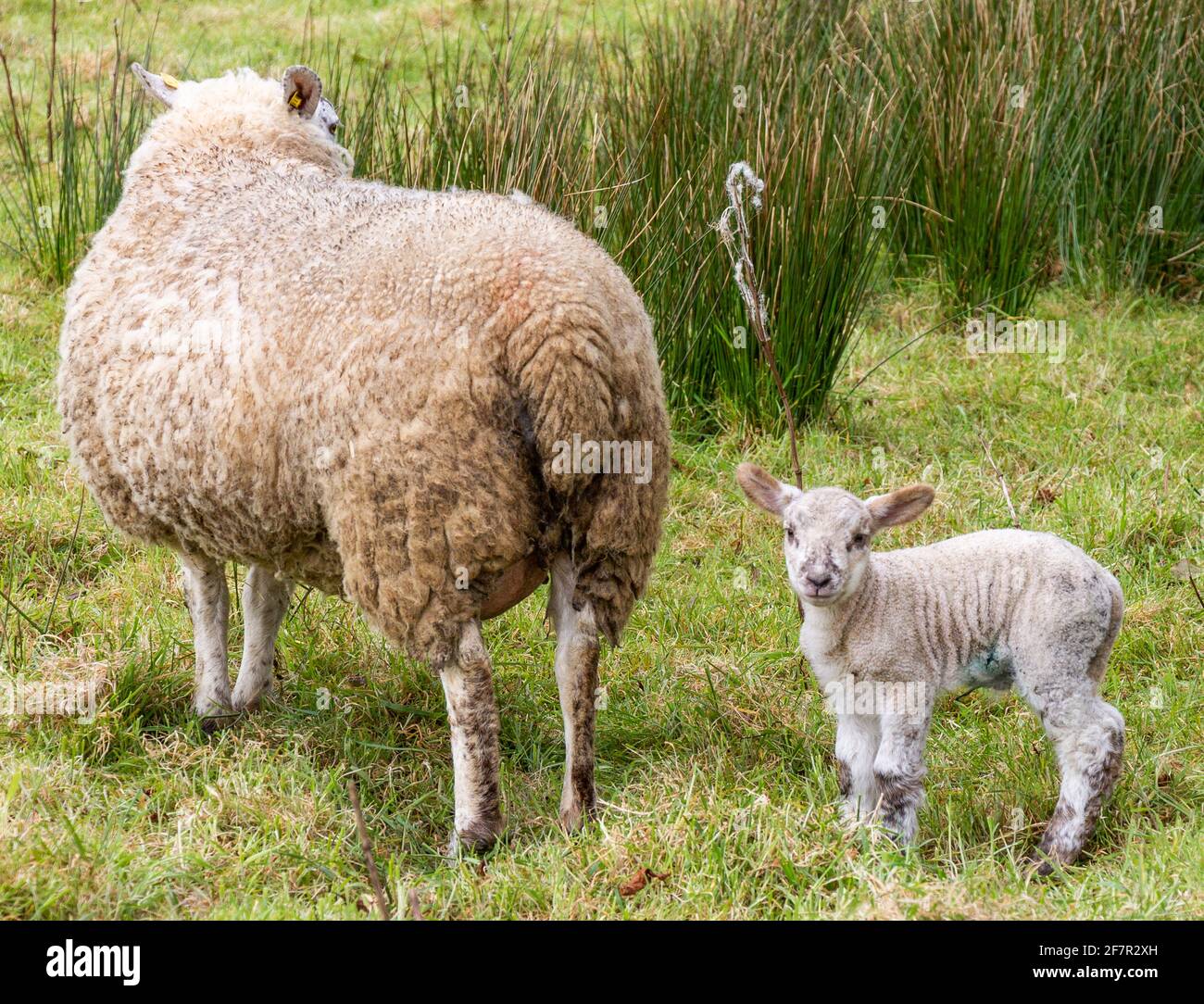 Suffolk Cruz Ewe Ovis aries con corderos de un día Foto de stock