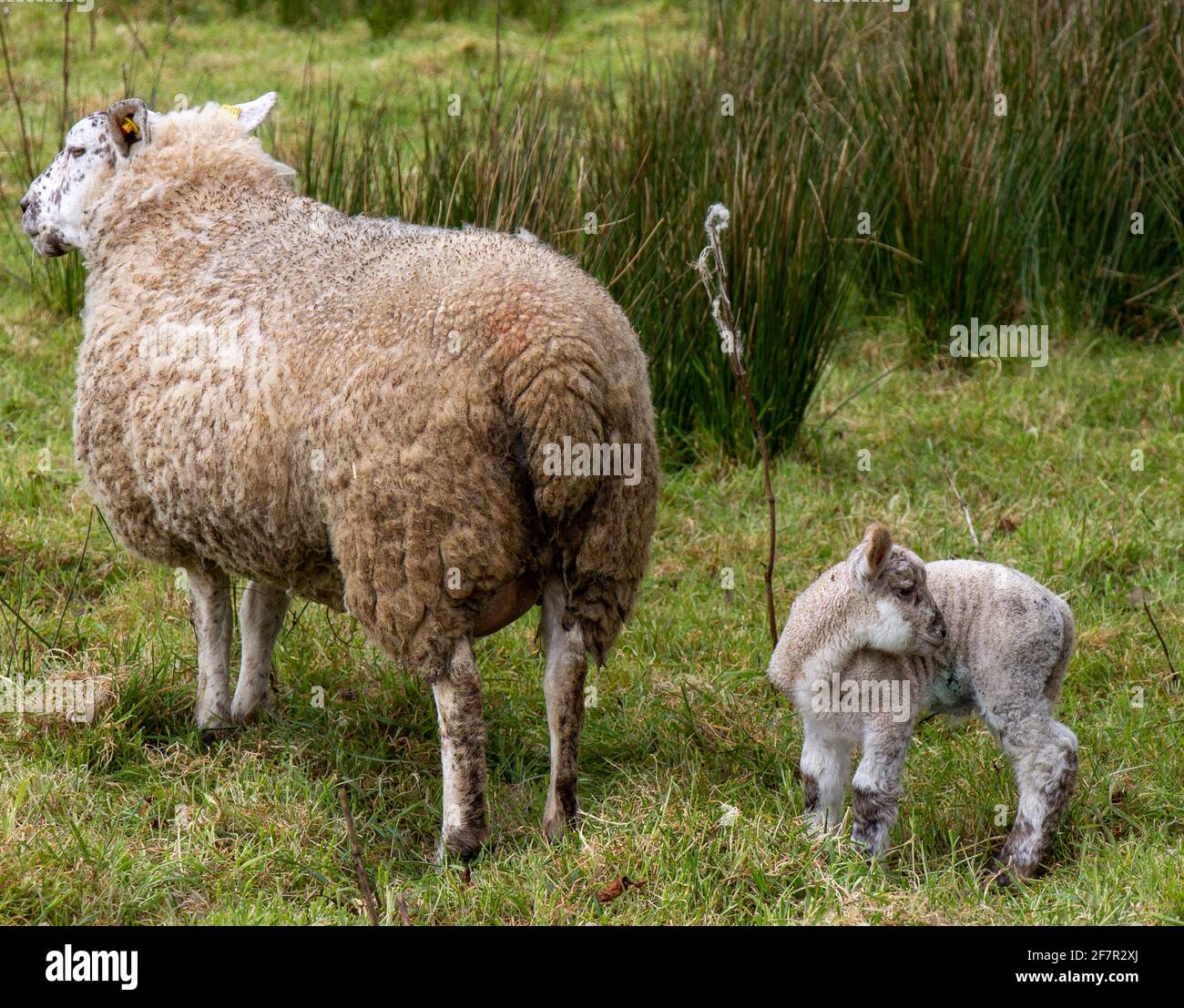 Suffolk Cruz Ewe Ovis aries con corderos de un día Foto de stock