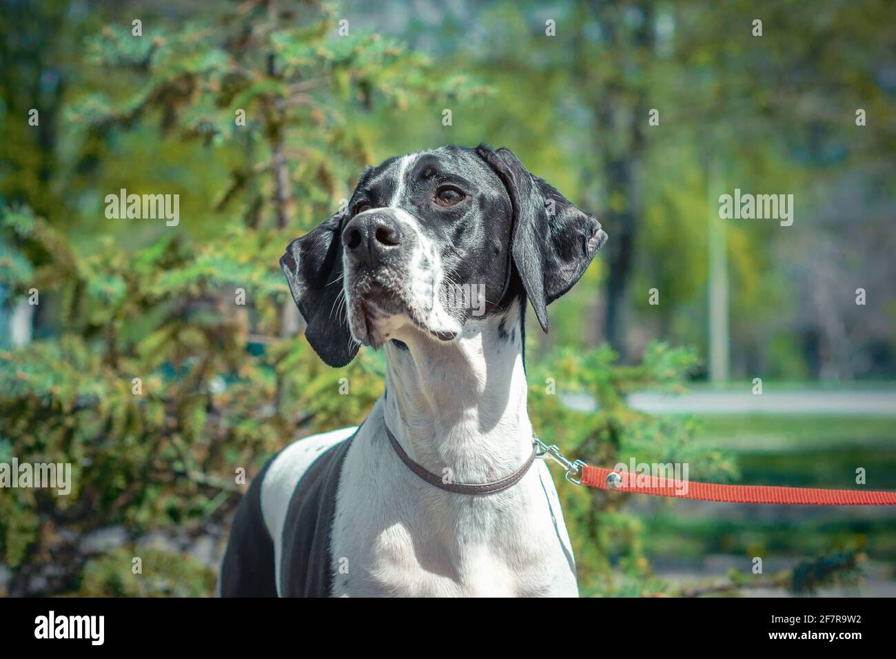 Perro adulto de raza Pointer en blanco y negro sobre un fondo verde árboles Foto de stock