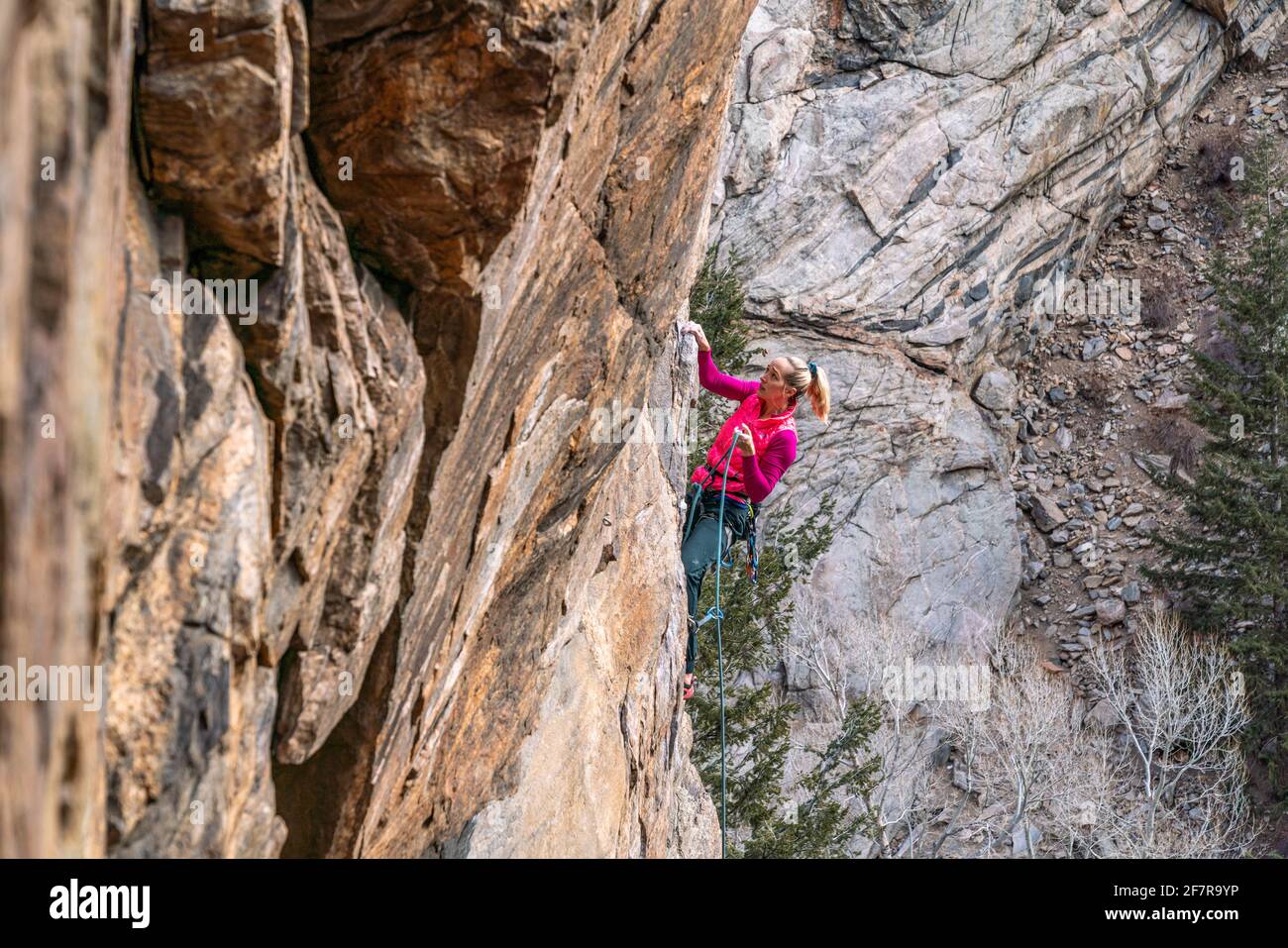 Mujer escaladora de roca la navega por una cara de roca en Golden, CO Foto de stock