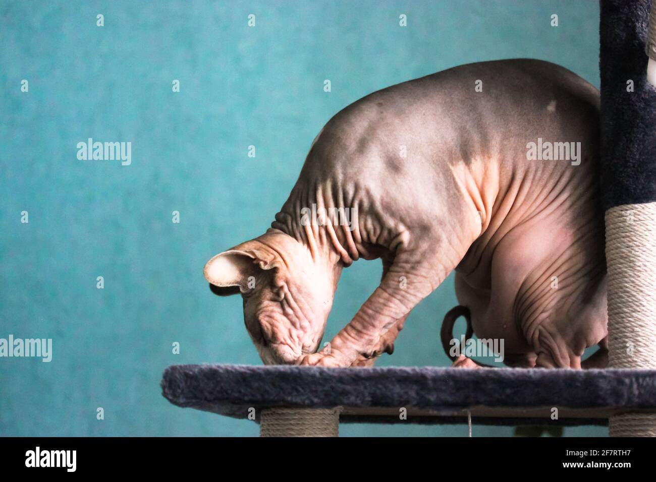 Canadian Sphynx gato está jugando con algo, sentado en una torre de garras, rascándose poste. Mascota en un interior moderno contra una pared azul. El sk arrugado Foto de stock