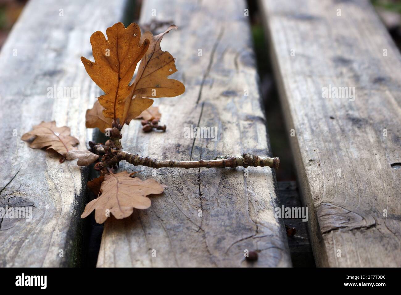 Una ramita de roble en una mesa al aire libre en otoño Foto de stock