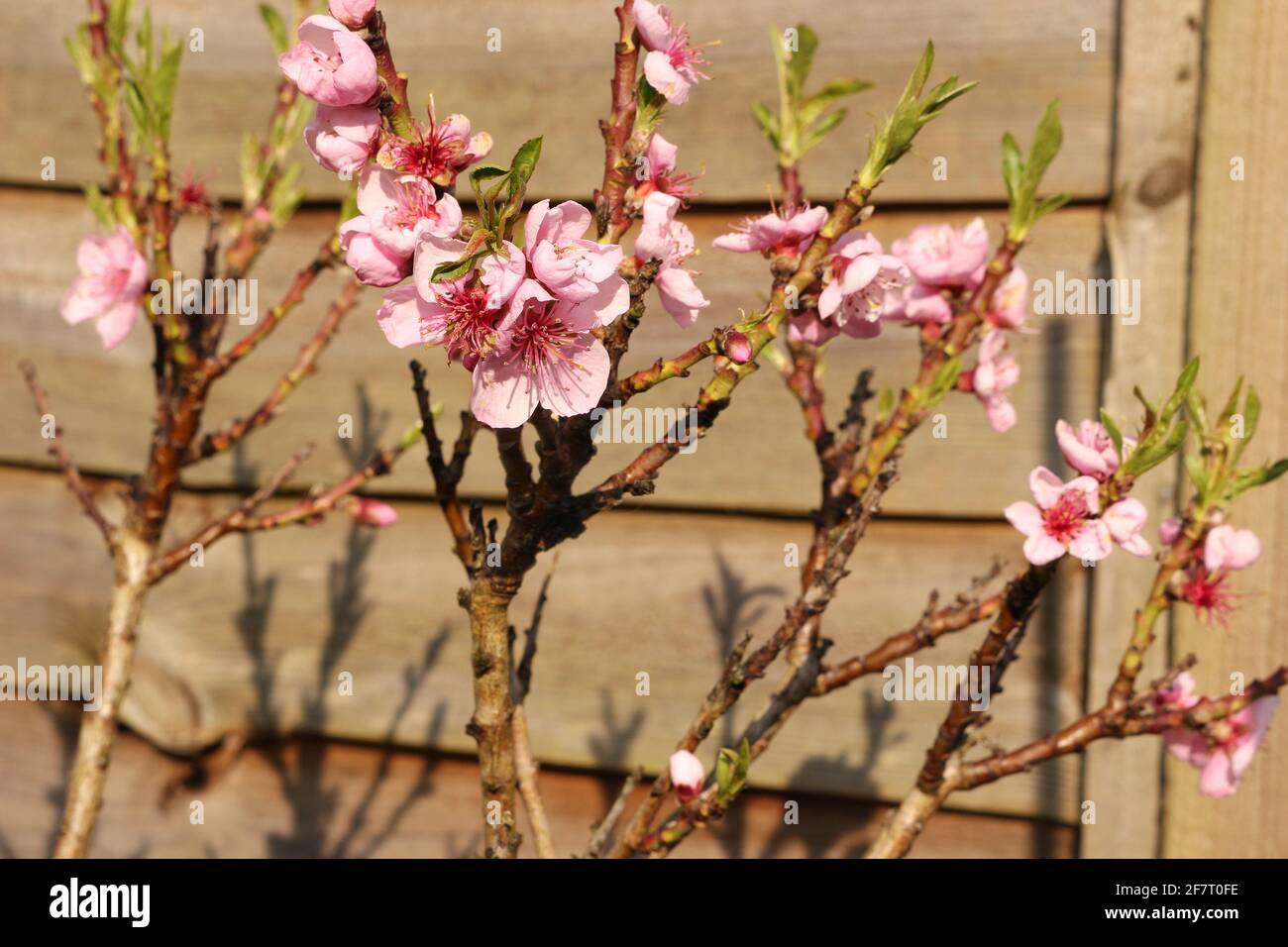 Florecen frutos rosas en un árbol joven de melocotón Foto de stock