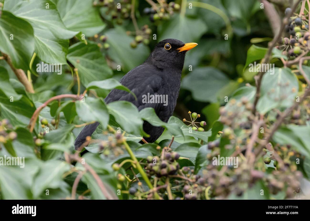 Blackbird macho, Turdus merula, que se enamora de bayas de hiedra madura. Foto de stock
