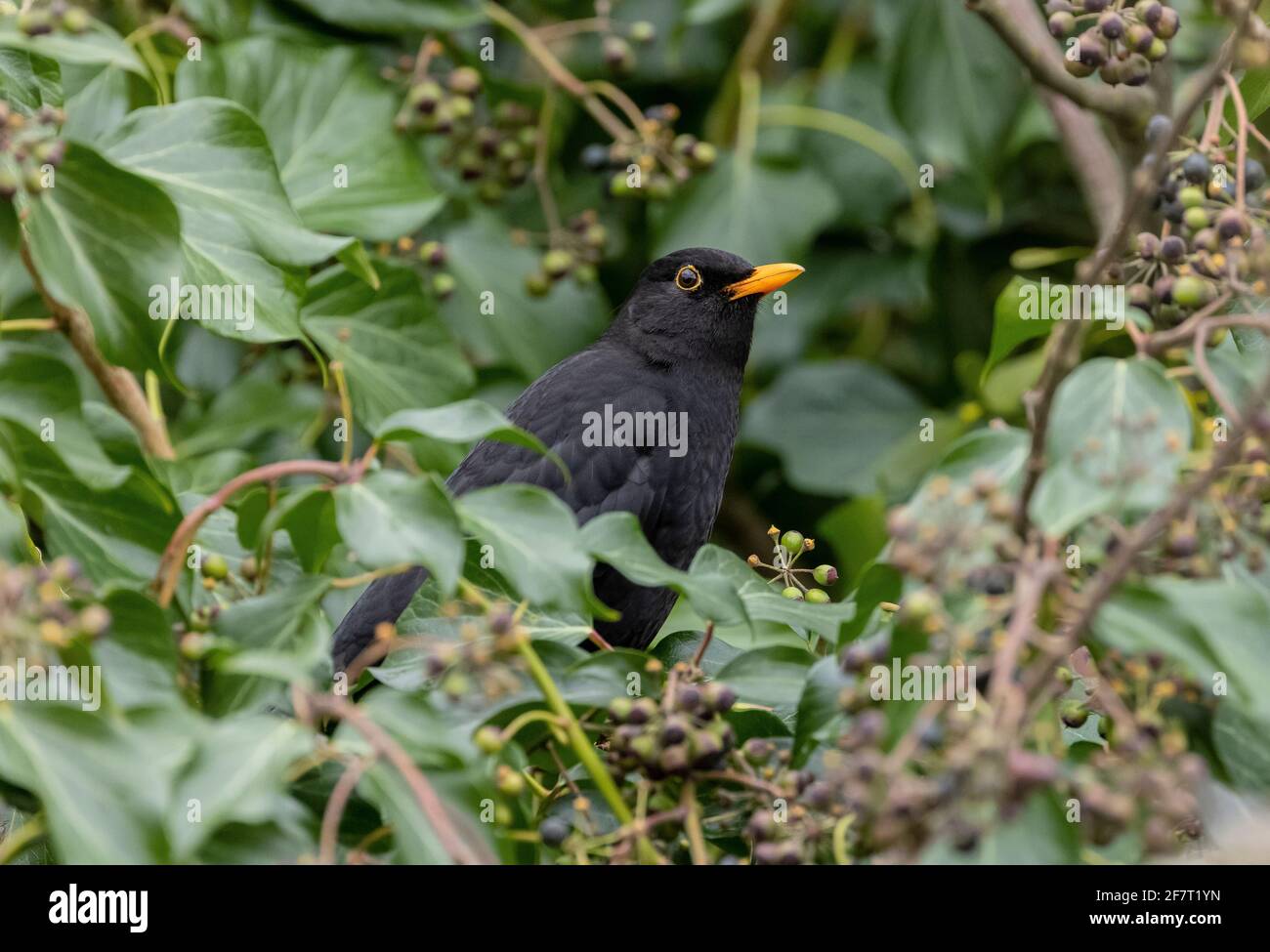 Blackbird macho, Turdus merula, que se enamora de bayas de hiedra madura. Foto de stock