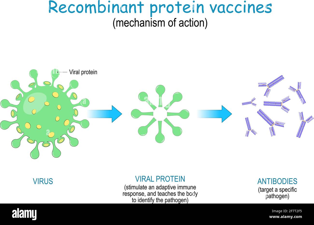 Vacuna de proteínas recombinantes. Mecanismo de acción para incitar al cuerpo a producir anticuerpos contra el SARS-CoV-2 y diferentes enfermedades infecciosas. COVID Ilustración del Vector