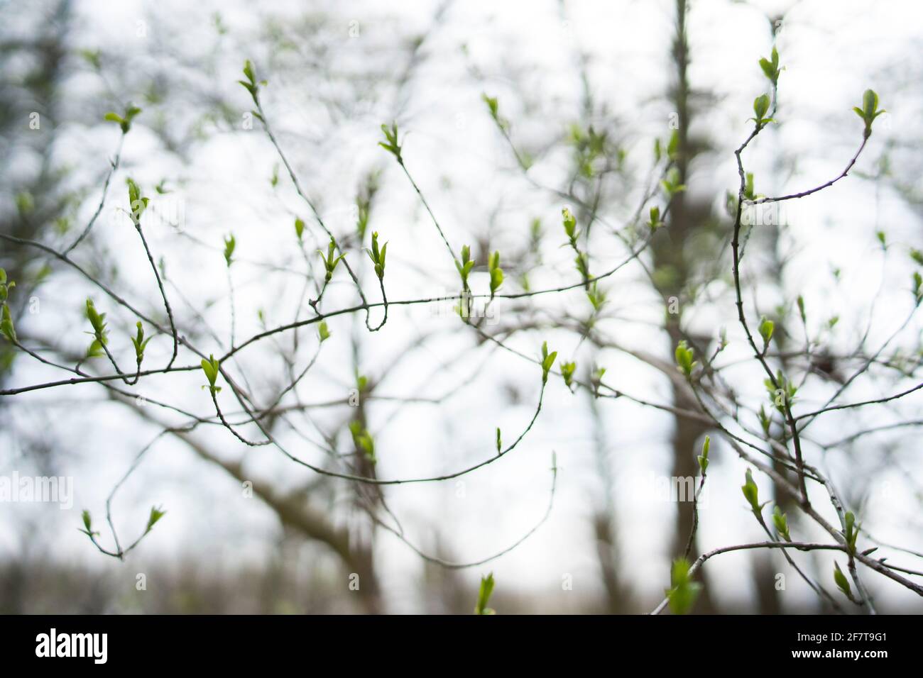Poznan, Wielkopolska, Polonia. 9th de Abr de 2021. Desarrollo y variedad de brotes de hojas fotografiados en el bosque de Poznan esta primavera entre 25.03.2021 y 09.04.2021. En la foto: El bosque el 09 de abril de 2021. Crédito: Dawid Tatarkiewicz/ZUMA Wire/Alamy Live News Foto de stock