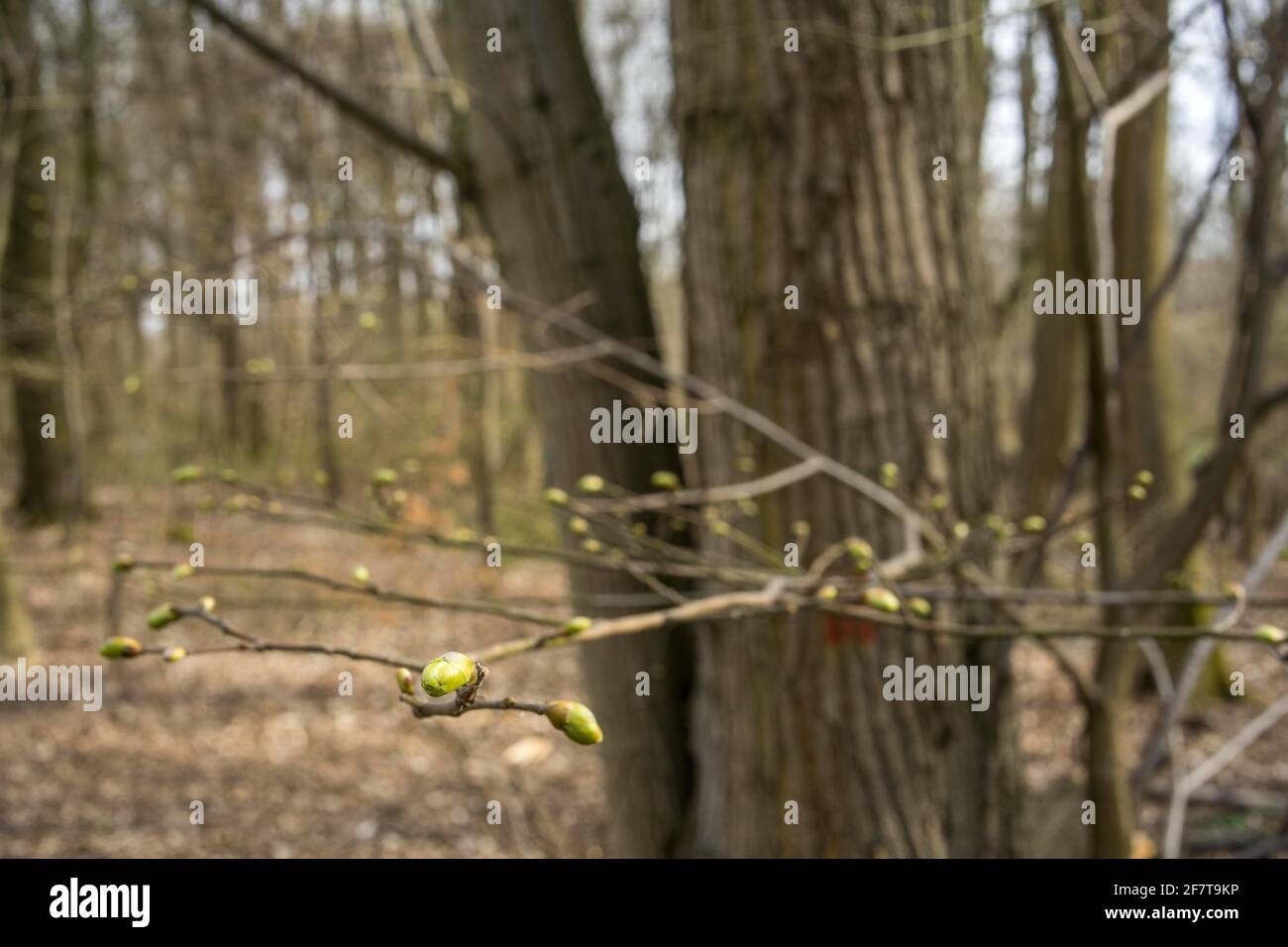 Poznan, Wielkopolska, Polonia. 9th de Abr de 2021. Desarrollo y variedad de brotes de hojas fotografiados en el bosque de Poznan esta primavera entre 25.03.2021 y 09.04.2021. En la foto: El bosque el 09 de abril de 2021. Crédito: Dawid Tatarkiewicz/ZUMA Wire/Alamy Live News Foto de stock