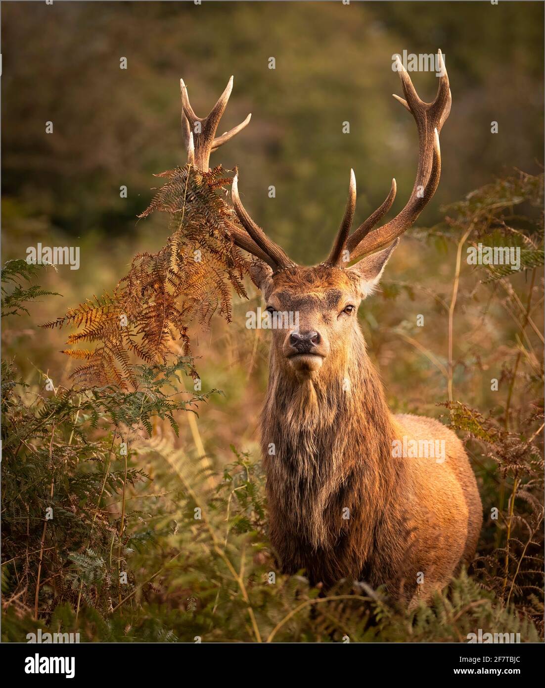El ciervo de barbecho Buck encuestando su dominio Foto de stock
