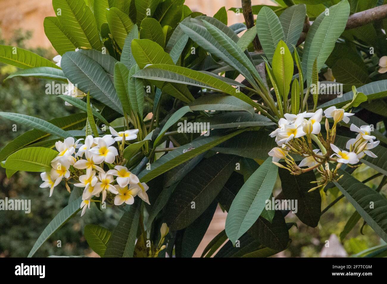 Primer plano de pequeñas flores blancas en una rama llena de hojas verdes en un día soleado Foto de stock