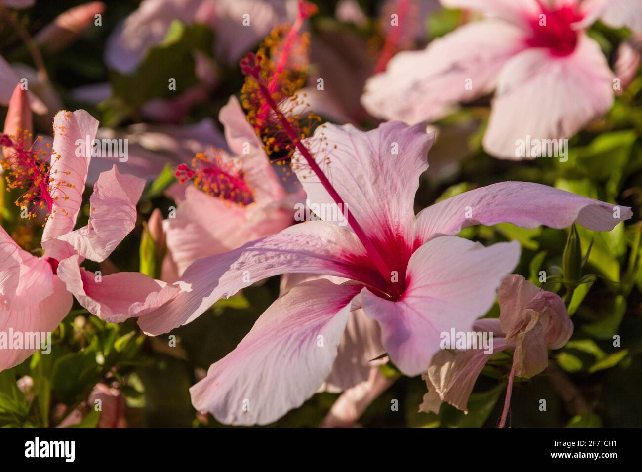 Primer plano de flores rosadas en un arbusto soleado día Foto de stock