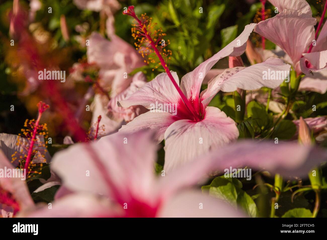 Primer plano de flores rosadas en un arbusto soleado día Foto de stock