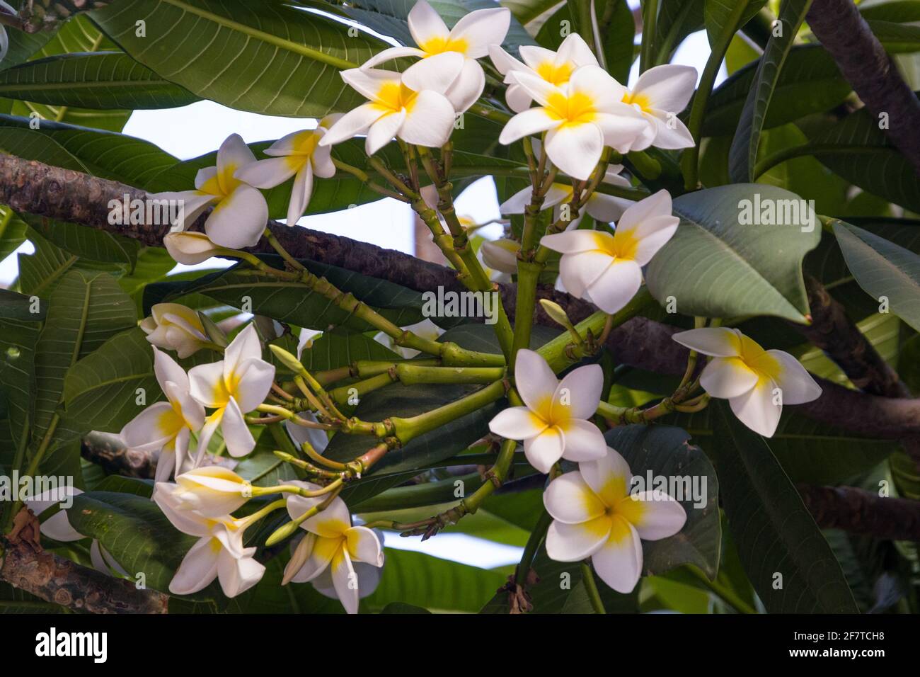 Primer plano de pequeñas flores blancas en una rama llena de hojas verdes en un día soleado Foto de stock