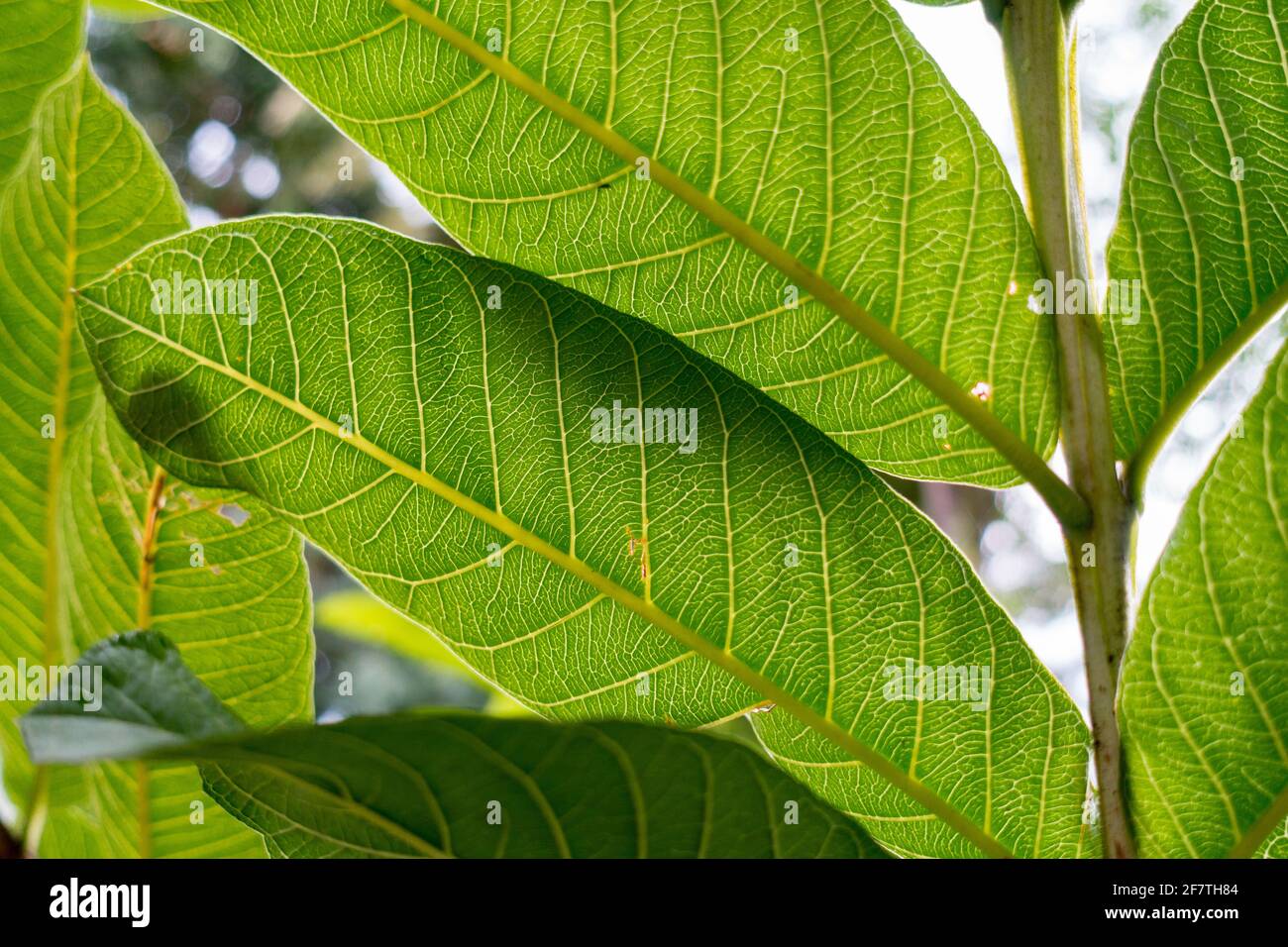 Una foto de cerca de las hojas del árbol de guayaba. Plantas de guayaba