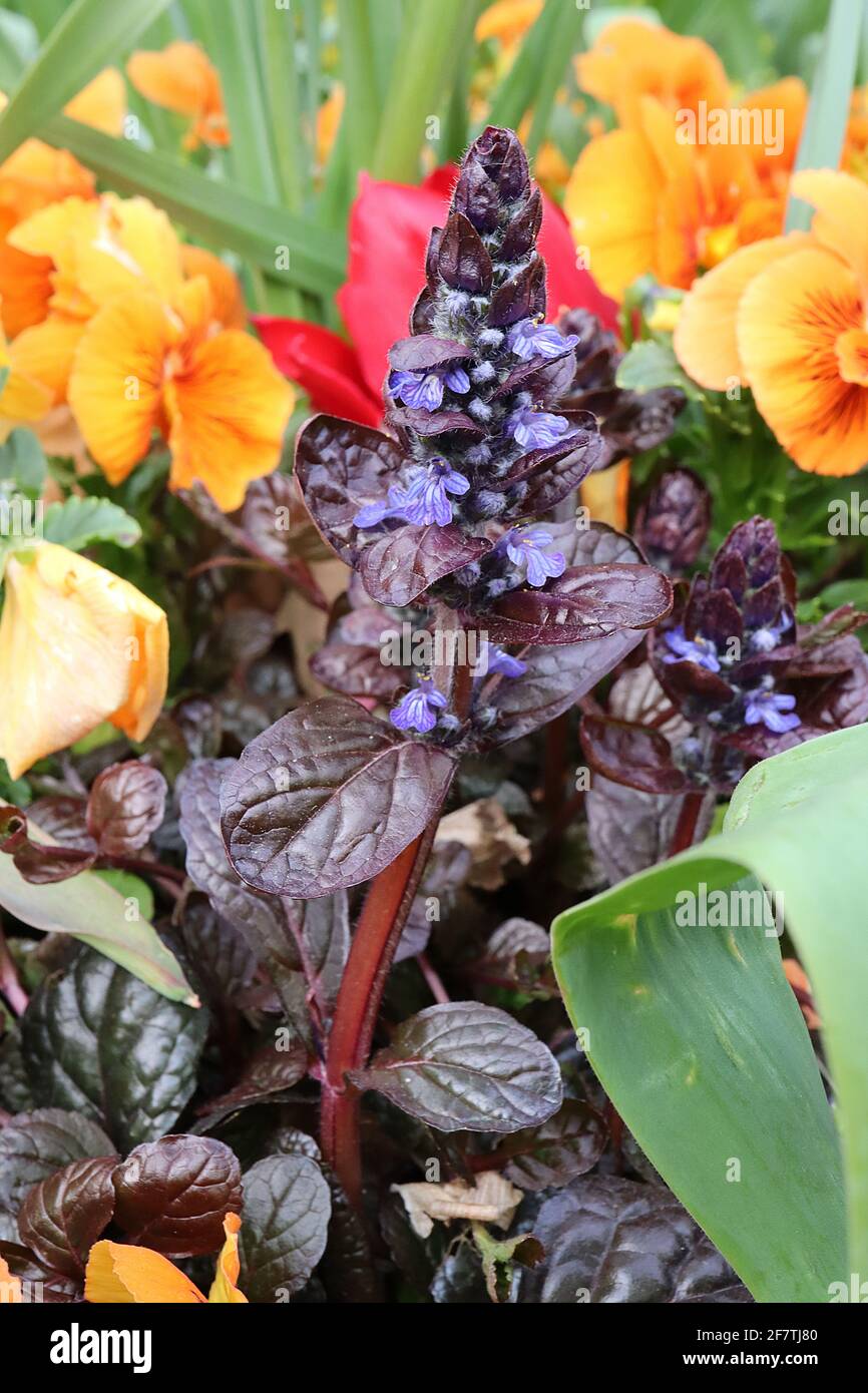 Corneta morada oscura fotografías e imágenes de alta resolución - Alamy