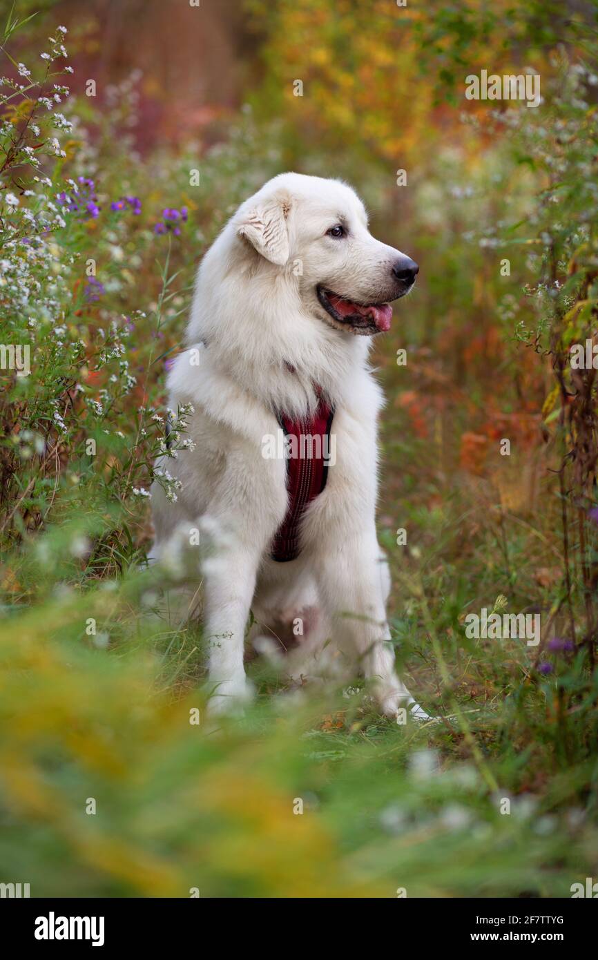 Perro blanco con arnés rojo sentado en la naturaleza, rodeado de flores. Foto de stock