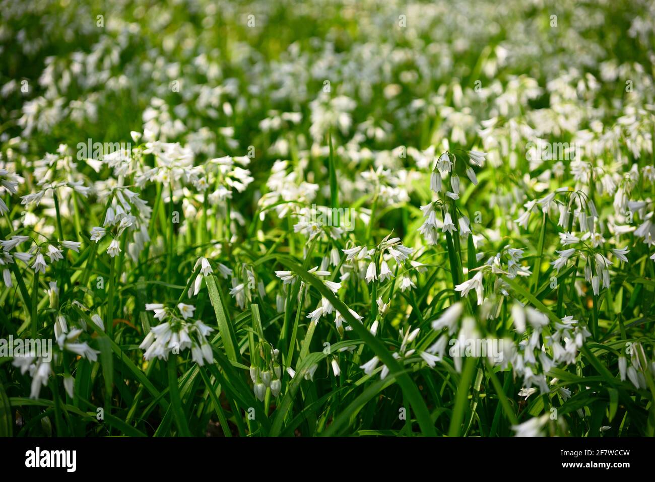 Flores blancas de puerro de tres cabezas, Allium triquetrum, planta de la familia de las cebollas y los ajos nativos de la cuenca mediterránea. Foto de stock