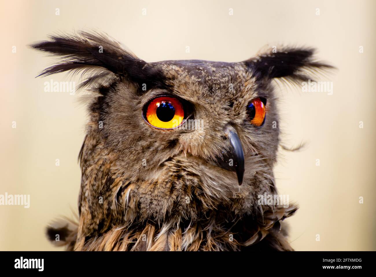Búho Águila Eurasiática (Bubo bubo), Alemania Foto de stock