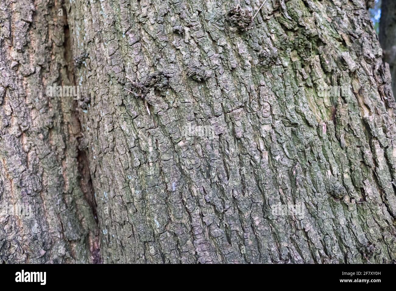 Tronco de arbol fotografías e imágenes de alta resolución - Alamy