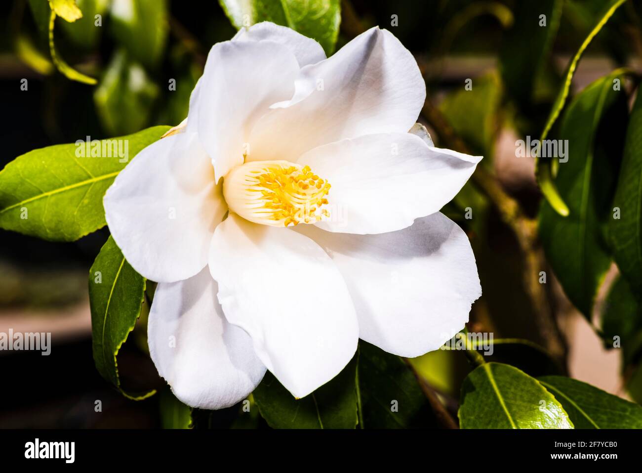 Primer plano de una gran cabeza de flores Camellia en un jardín de primavera del norte de Londres, Londres, Reino Unido Foto de stock