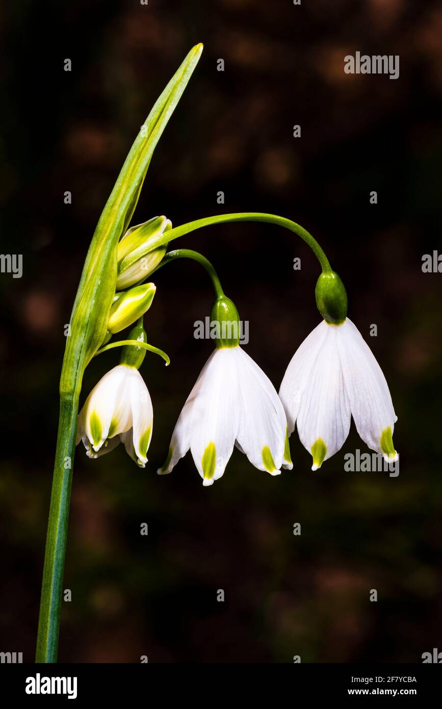 Primer plano de una flor Leucojum en un jardín de primavera del norte de Londres, Londres, Reino Unido Foto de stock
