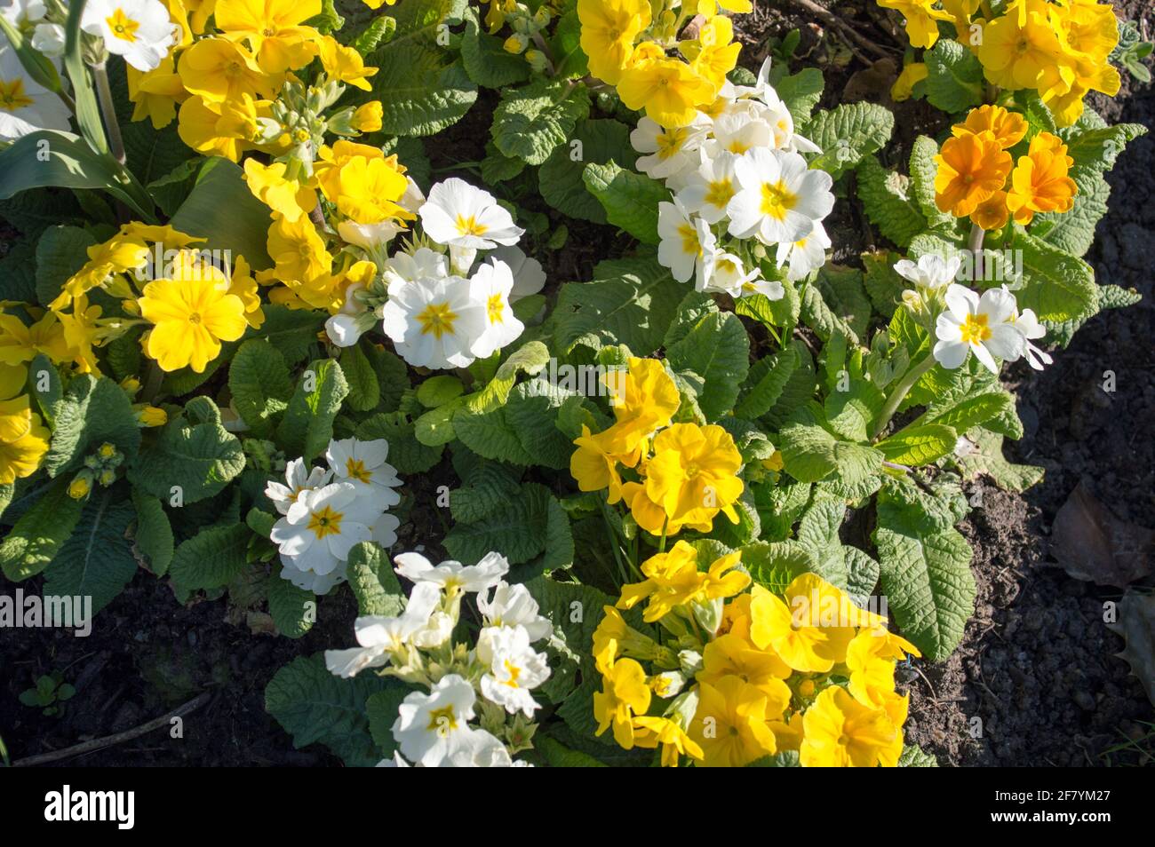 Flor de Primrose (Primula vulgaris) Foto de stock