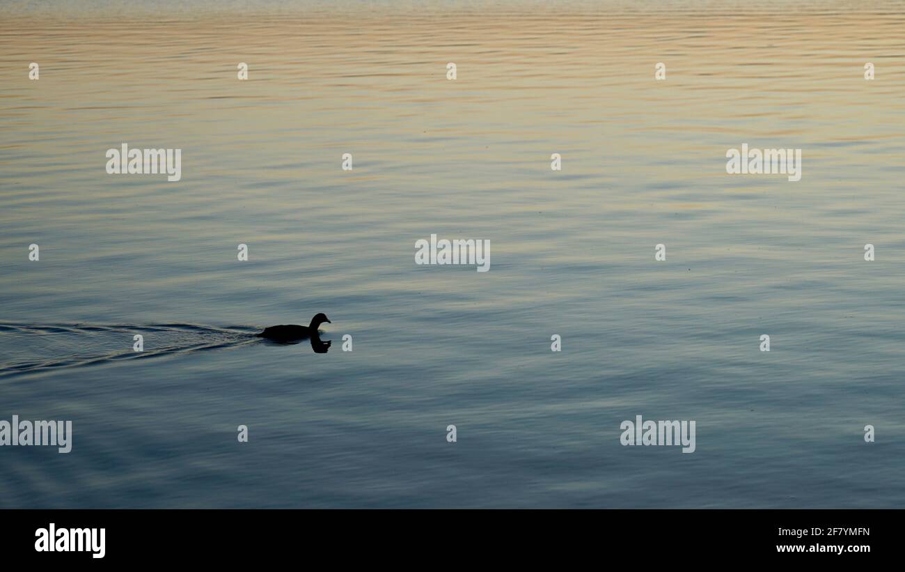 Un pequeño pato está nadando en el lago durante la puesta de sol. Foto de stock