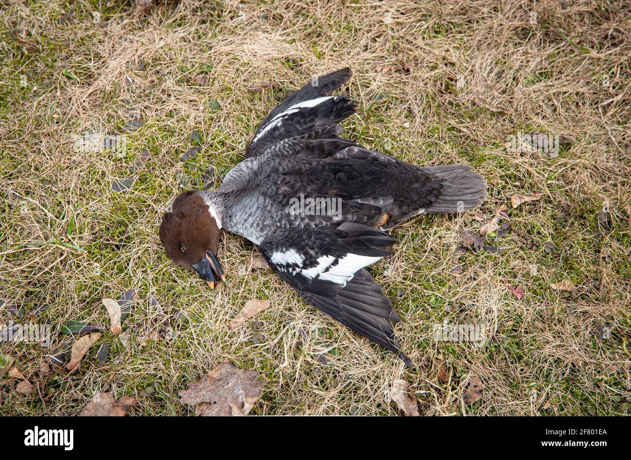 Aves silvestres muertas Ojo de oro común sobre la hierba, gripe aviar conocido como concepto de gripe aviar. (En la vida real tuvo un accidente de vuelo). Foto de stock