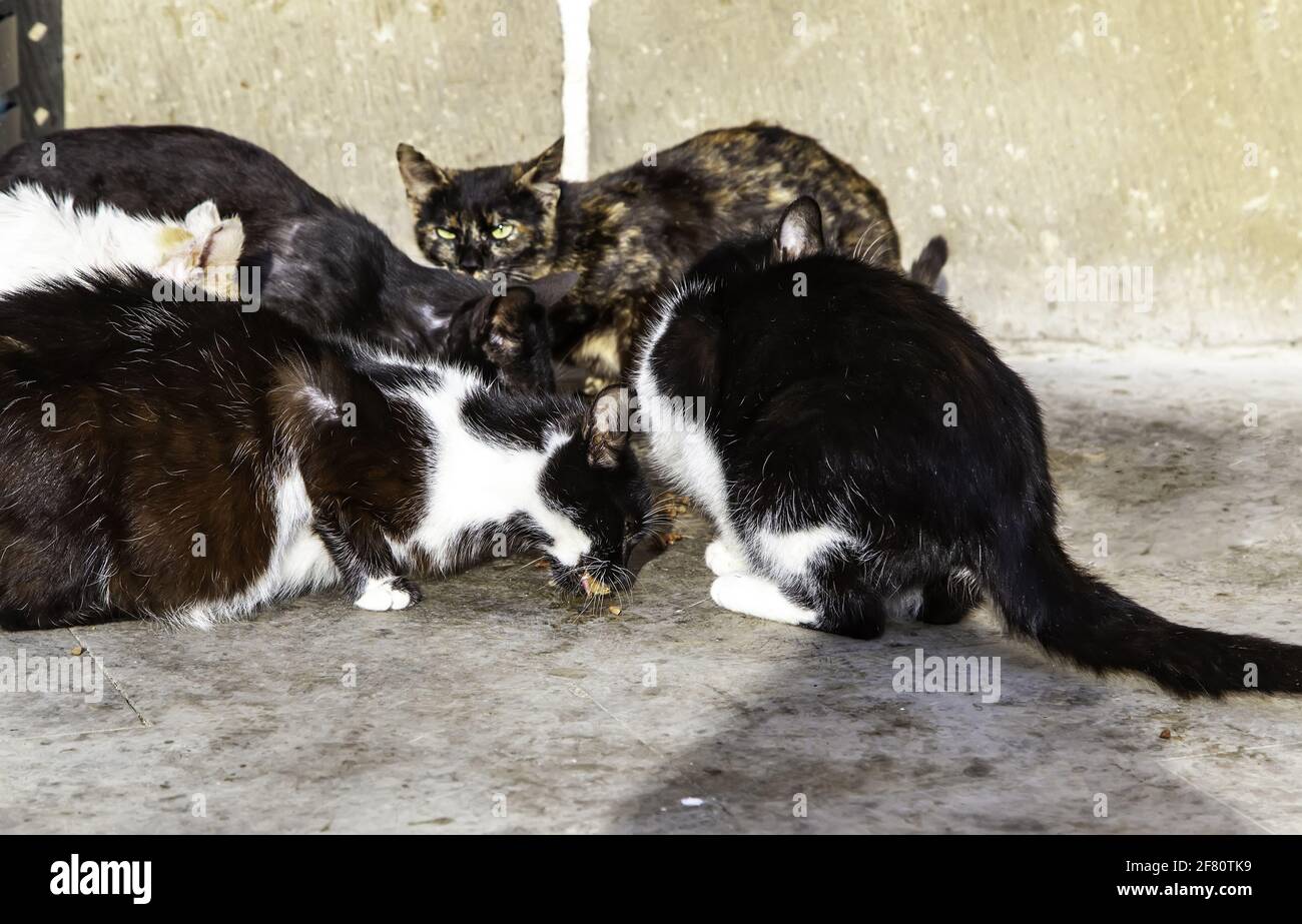 Gatos abandonados en la calle, maltrato animal, tristeza Fotografía de  stock - Alamy