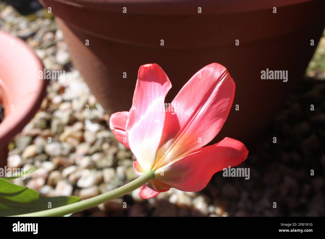 Tulipán rosa bonito crecido en ollas en un patio de guijarros. Jardinería de primavera utilizando macetas y contenedores. Delicadas flores ornamentales cultivadas en casas suburbanas. Foto de stock