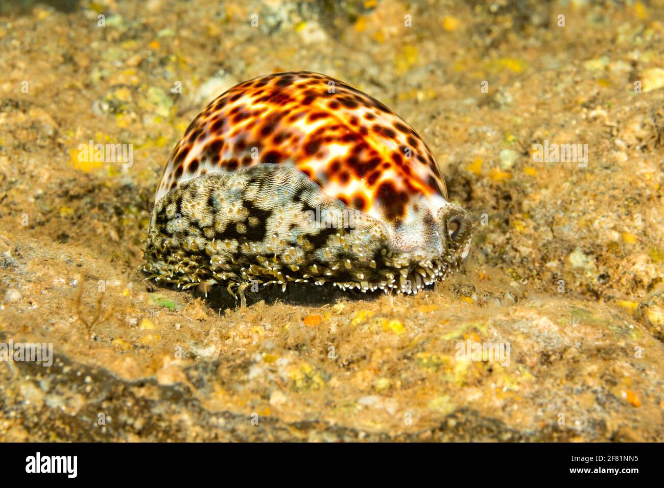 El tigre cowry, Cypraea tigris, es una de las mayores y más comunes cowries en Hawai. Foto de stock
