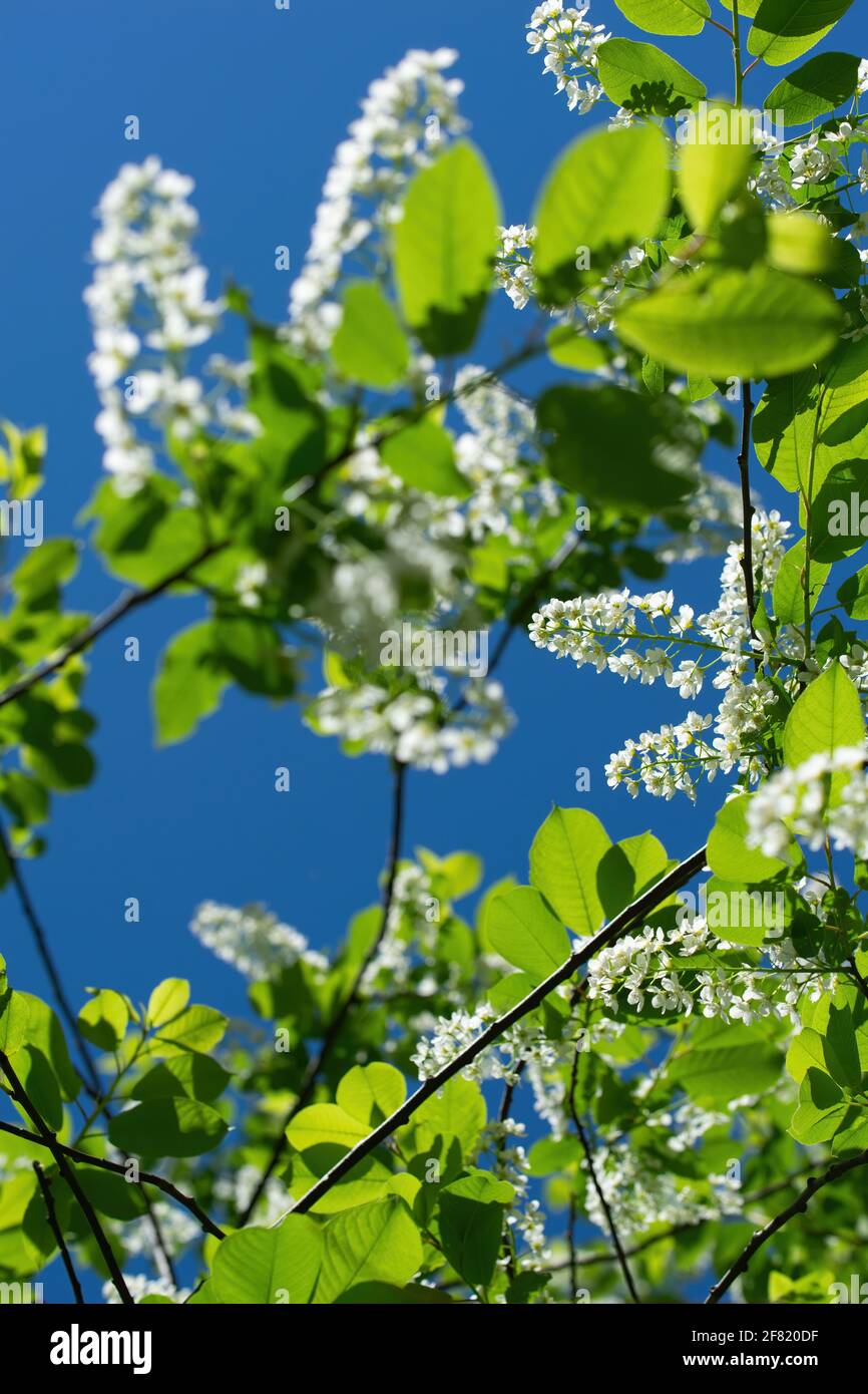 Rama de flores de guindas en flores blancas en un día soleado de primavera  Fotografía de stock - Alamy