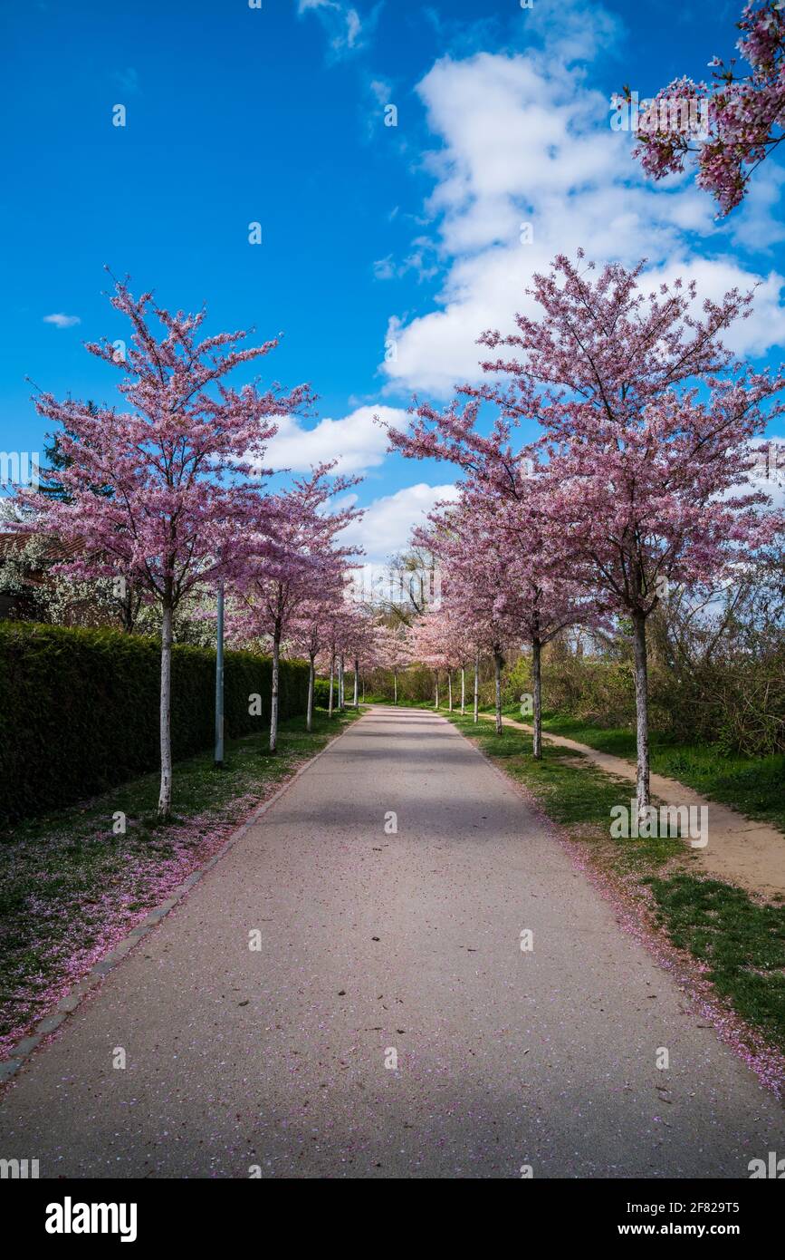 Alemania, Primavera colores en la carretera en la ciudad de friburgo im breisgau con preciosos árboles floreciendo en color rosa y violeta Foto de stock