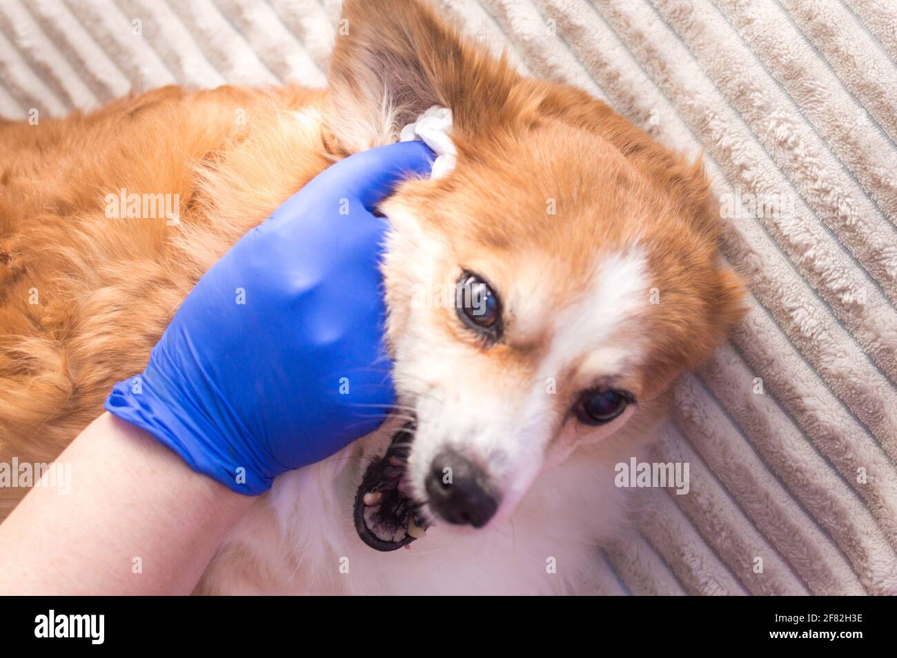 Human limpia las orejas de su perro una almohadilla de algodón Fotografía de stock - Alamy