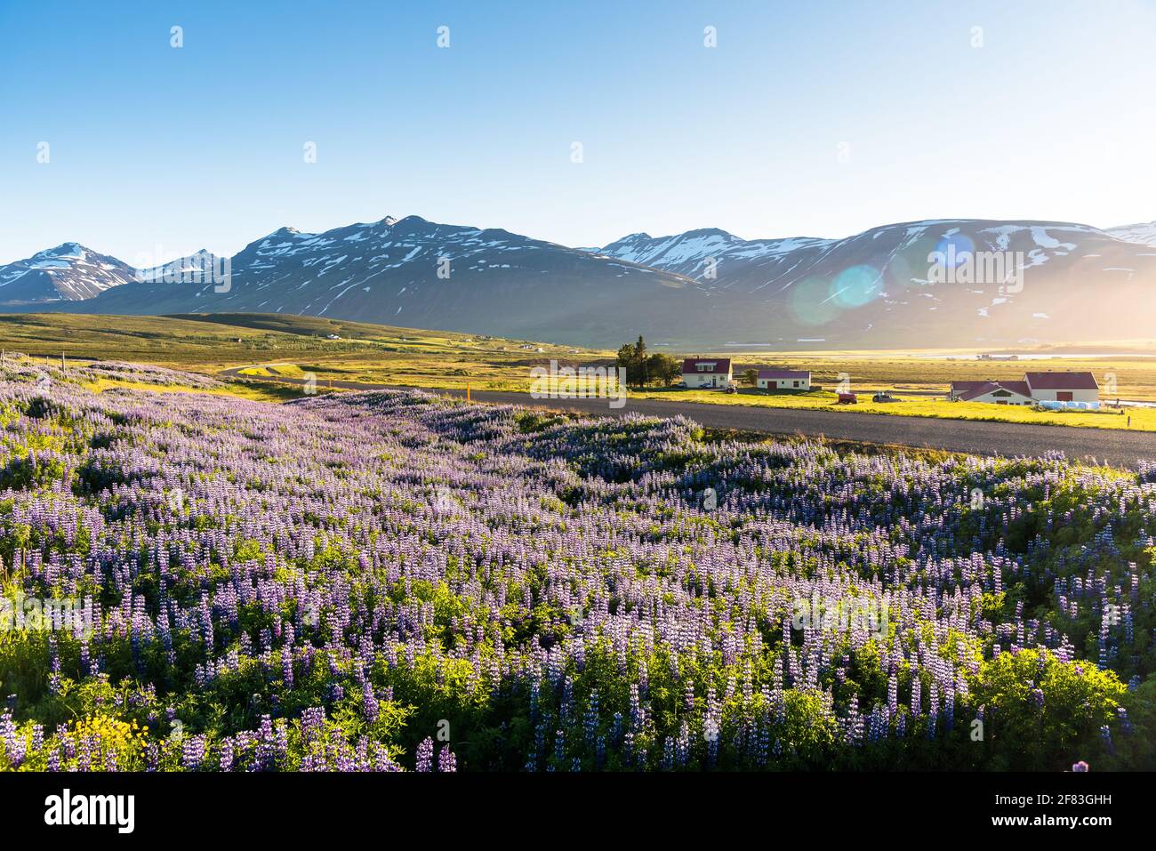 Carretera serpenteante que atraviesa un paisaje rural con montañas en el fondo y prados floridos en primer plano bajo el sol de medianoche. Destellos de lente. Foto de stock