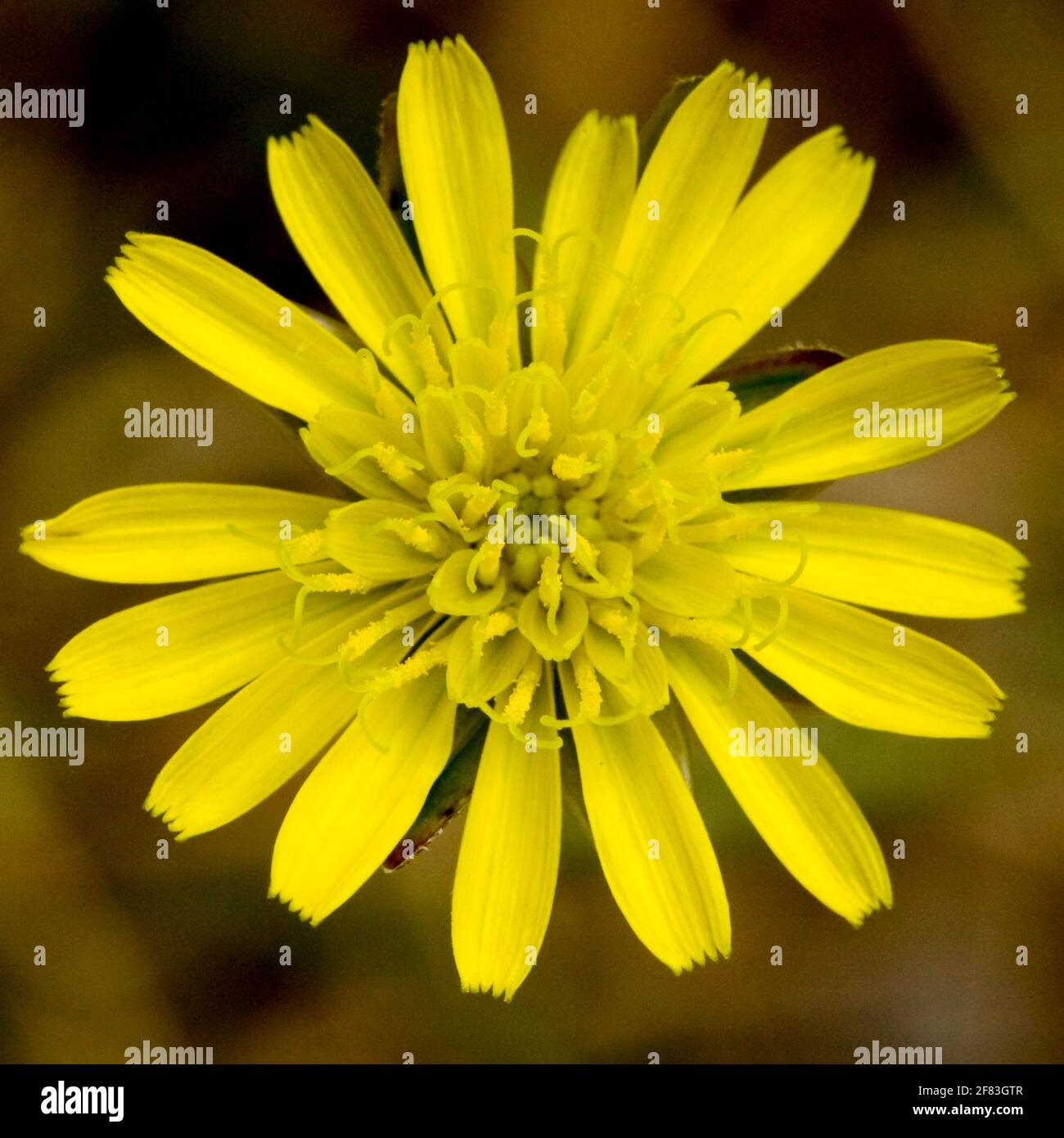 Flor amarilla en forma de estrella de Scorzonera laciniata Foto de stock