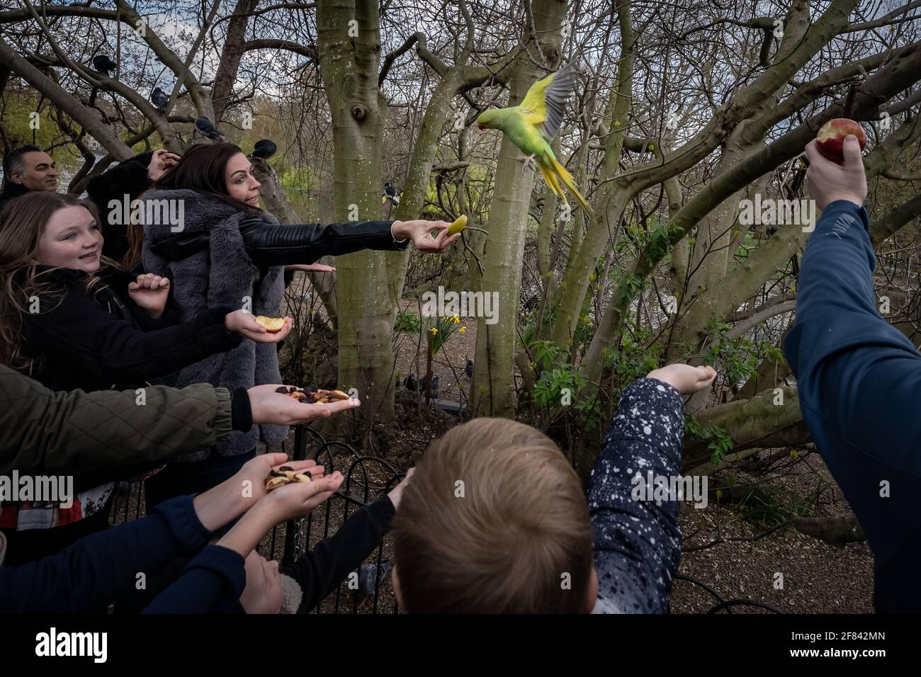 Londres, Reino Unido. 11th de abril de 2021. Clima en el Reino Unido: Los turistas alimentan a los Parakeets locales de cuello redondo en una suave tarde de domingo en St. James's Park. Crédito: Guy Corbishley/Alamy Live News Foto de stock