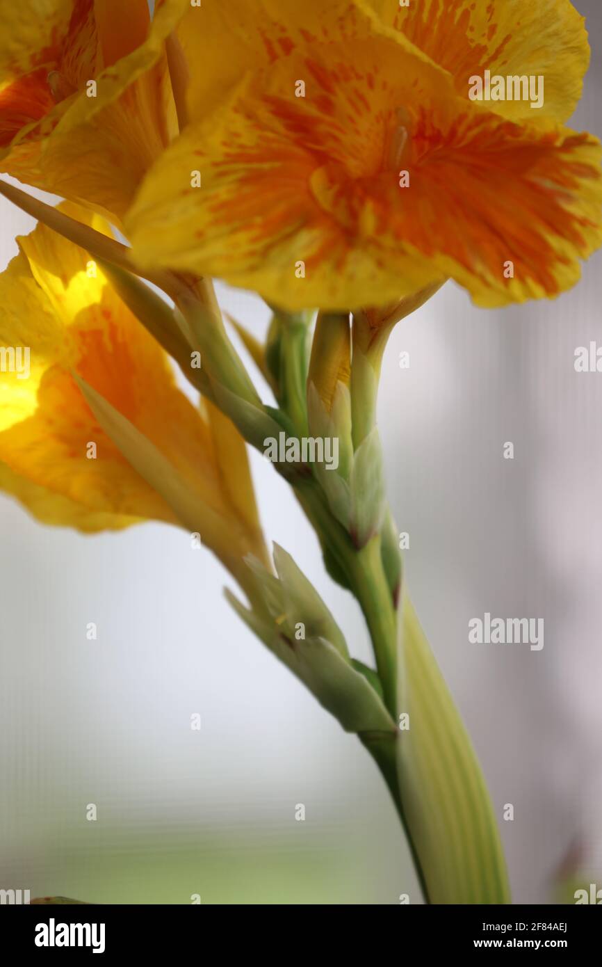 Cerca de los tallos florecientes del rey amarillo Humbert Canna Flores lililiiy con fondo borroso Foto de stock