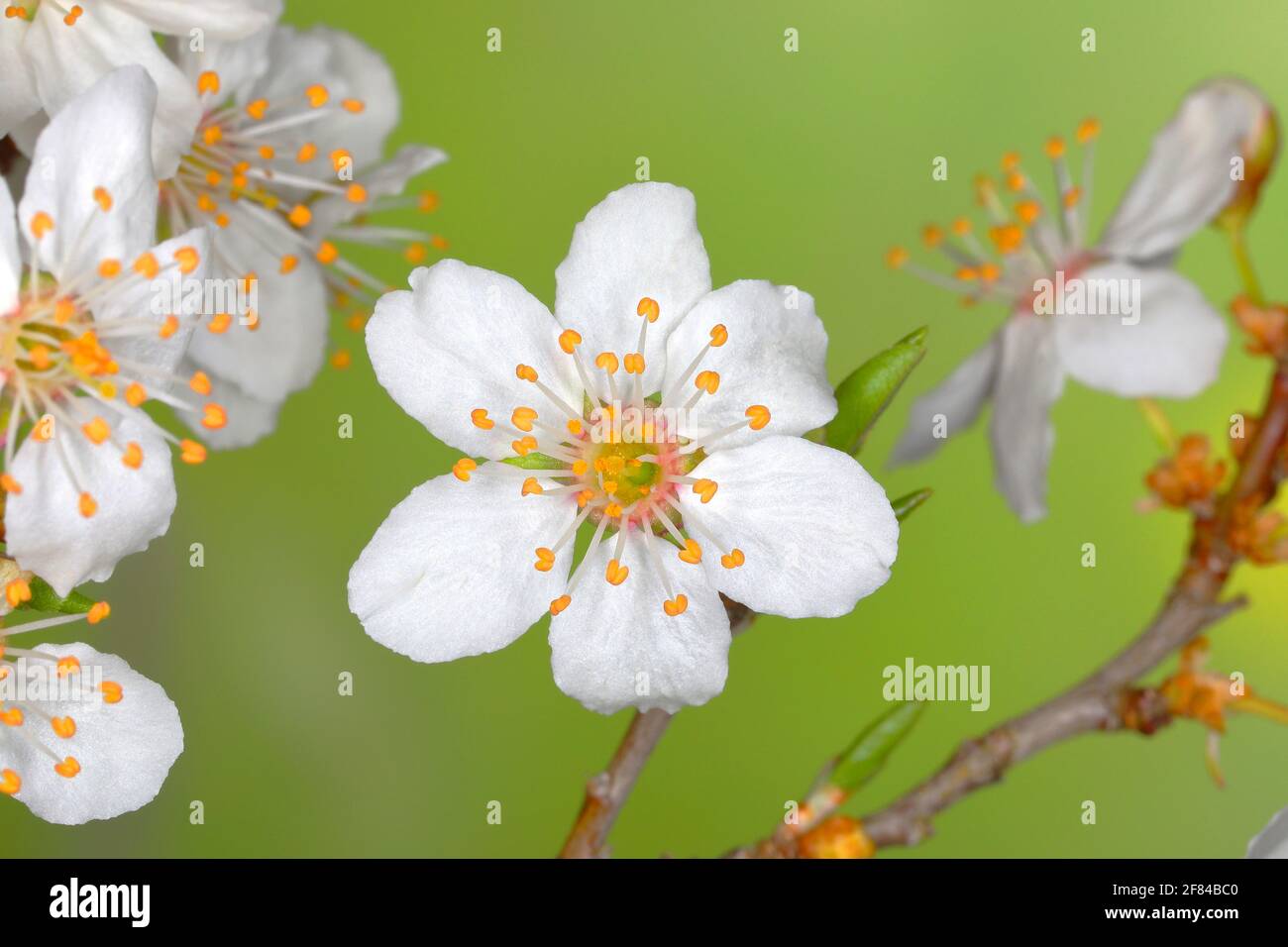 Espino blanco (Prunus spinosa), flores individuales, Siegerland, Renania del Norte-Westfalia, Alemania Foto de stock