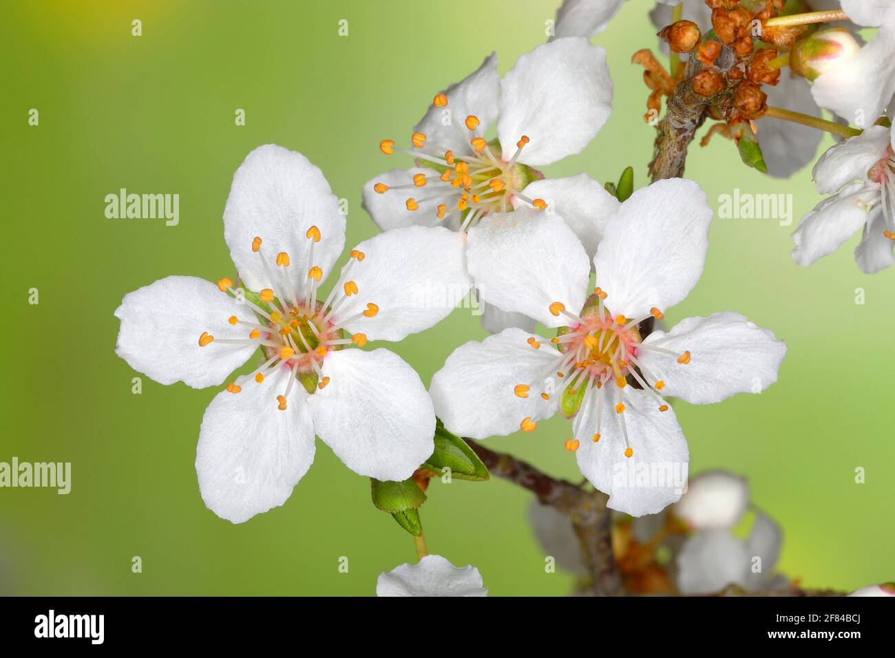 Espino blanco (Prunus spinosa), flores individuales, Siegerland, Renania del Norte-Westfalia, Alemania Foto de stock