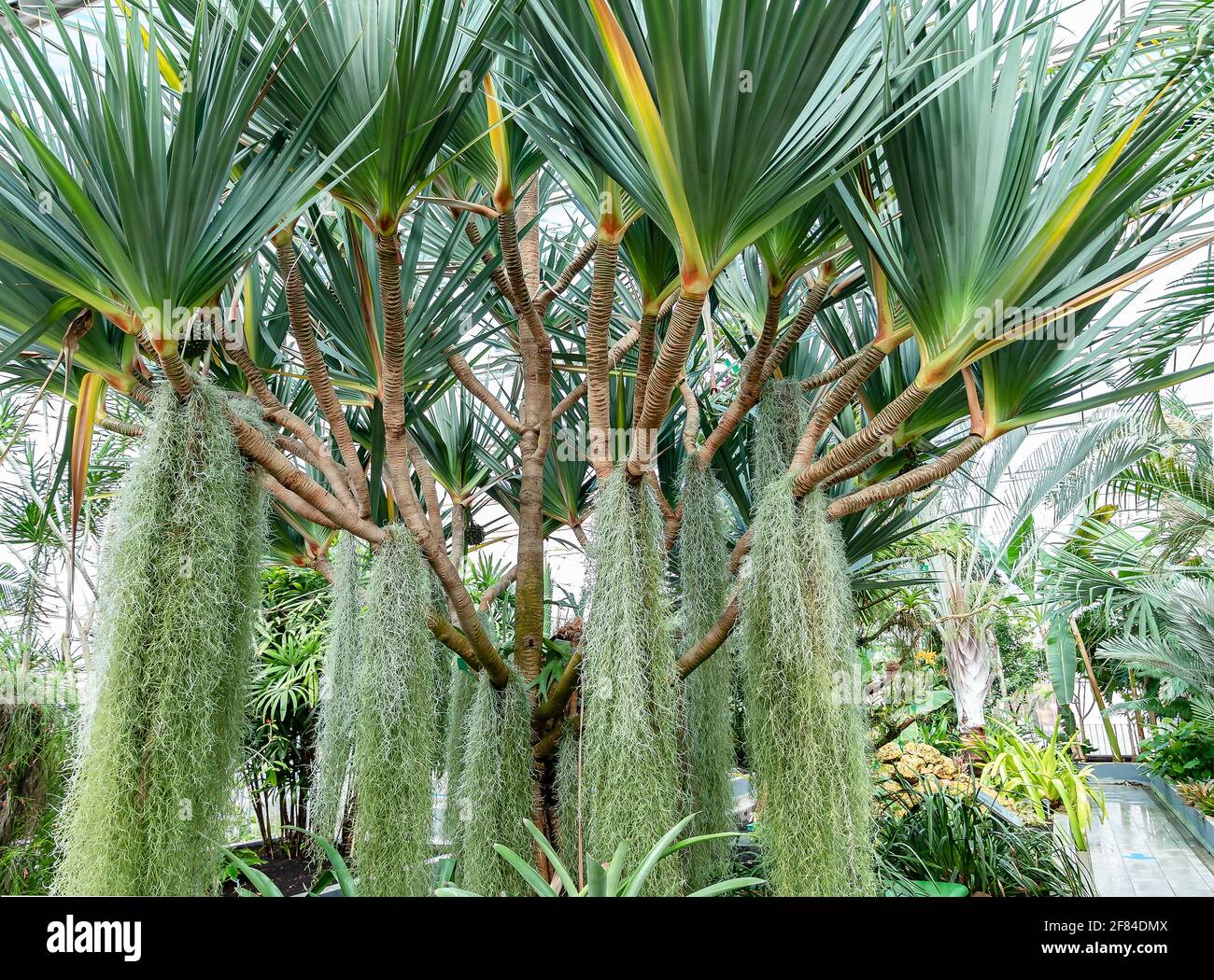 Screwpine pandanus utilis fotografías e imágenes de alta resolución Alamy