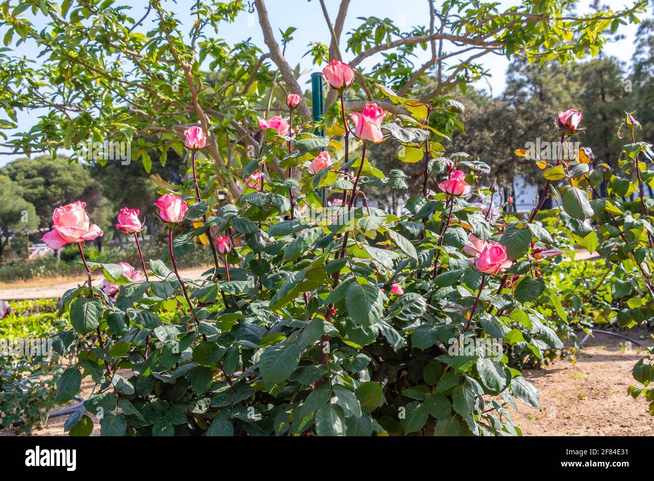 Arbusto de rosas rosadas. El género Rosa está formado por un conocido grupo de arbustos generalmente espinosos y floridos, los principales representantes del Rosac Foto de stock