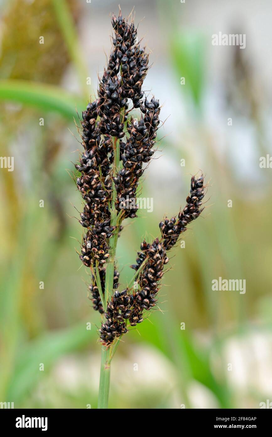 bicolor bicolor vulgare) Variedad 'Granos negros