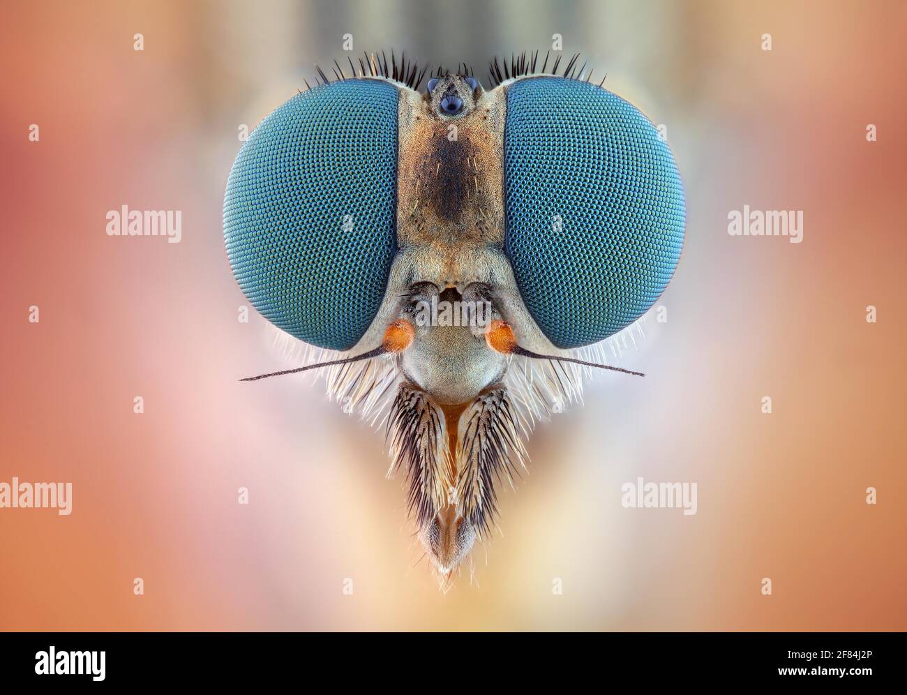 Cabeza de una mosca snipe hembra (Rhagio scolopaceus) con sus pronunciados ojos compuestos Foto de stock