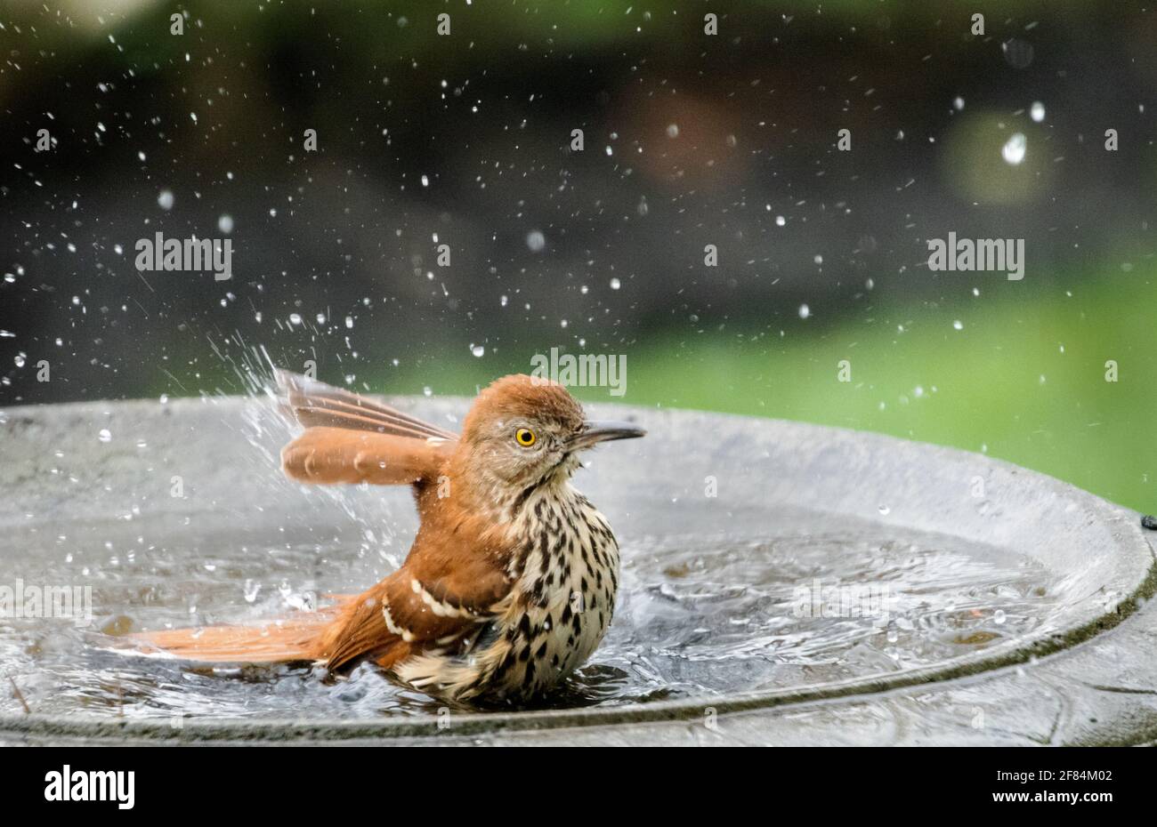 Thrasher marrón (Toxostoma rufum) - Condado de Hall, Georgia. Brwn thrasher salpicando en un baño de pájaros después de una lluvia de primavera por la noche. Foto de stock