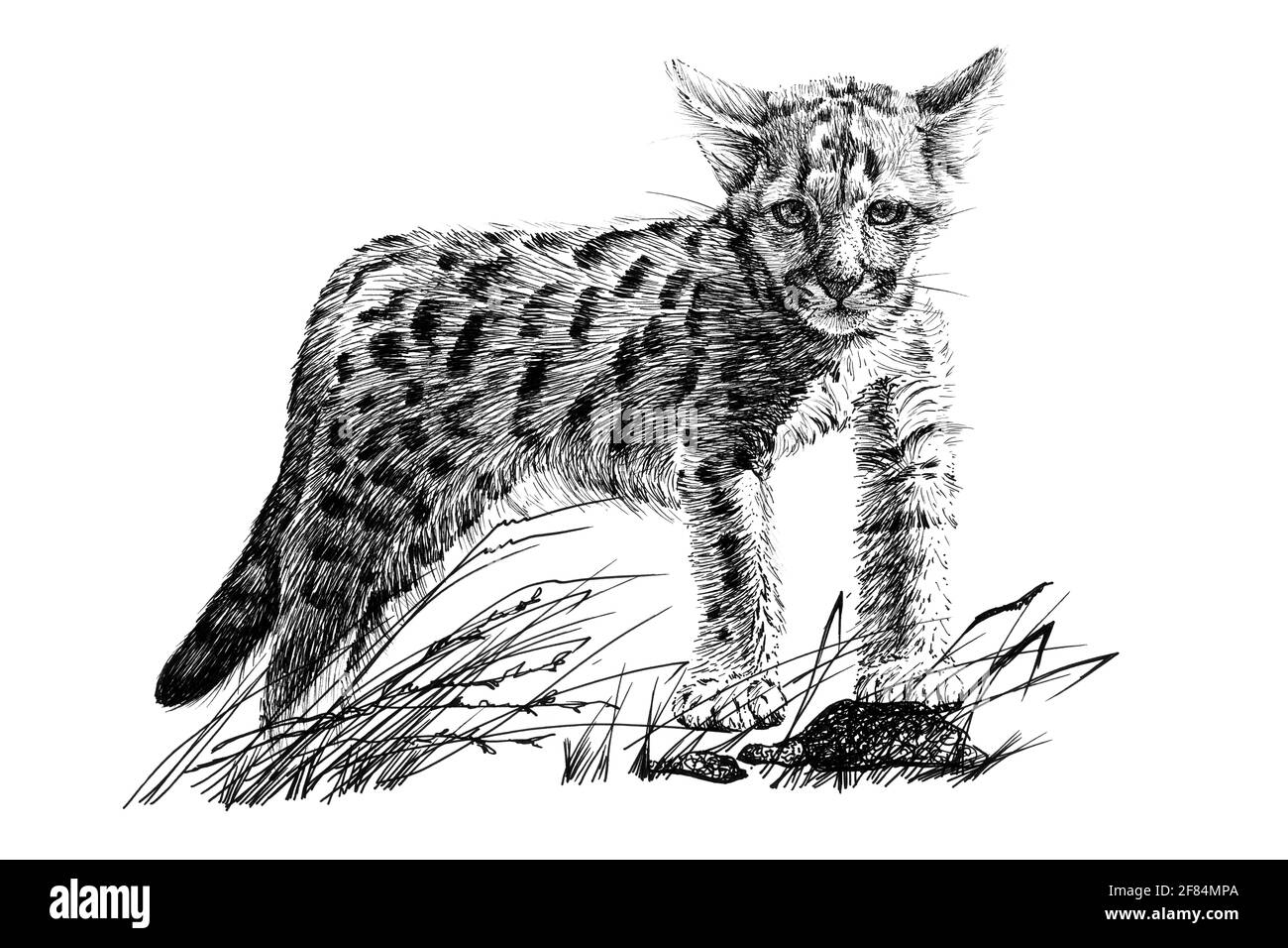 Puma 2025 bebe dibujo