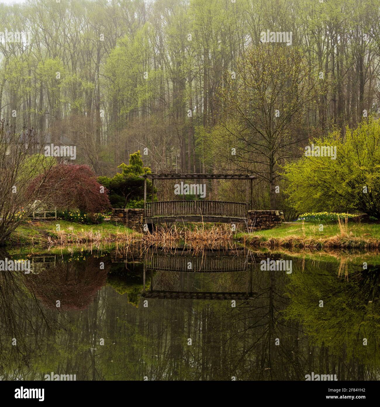 Una foto en formato cuadrado de un pequeño puente de madera sobre un estanque con árboles altos en el fondo en una mañana niebla. Foto de stock