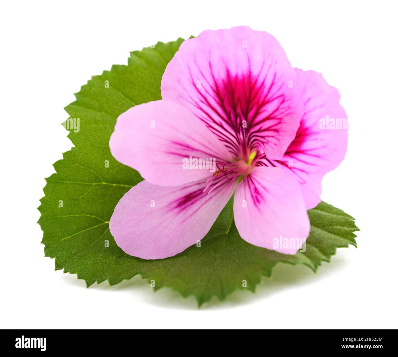 Flor de geranio con hoja aislada sobre fondo blanco Fotografía de stock -  Alamy