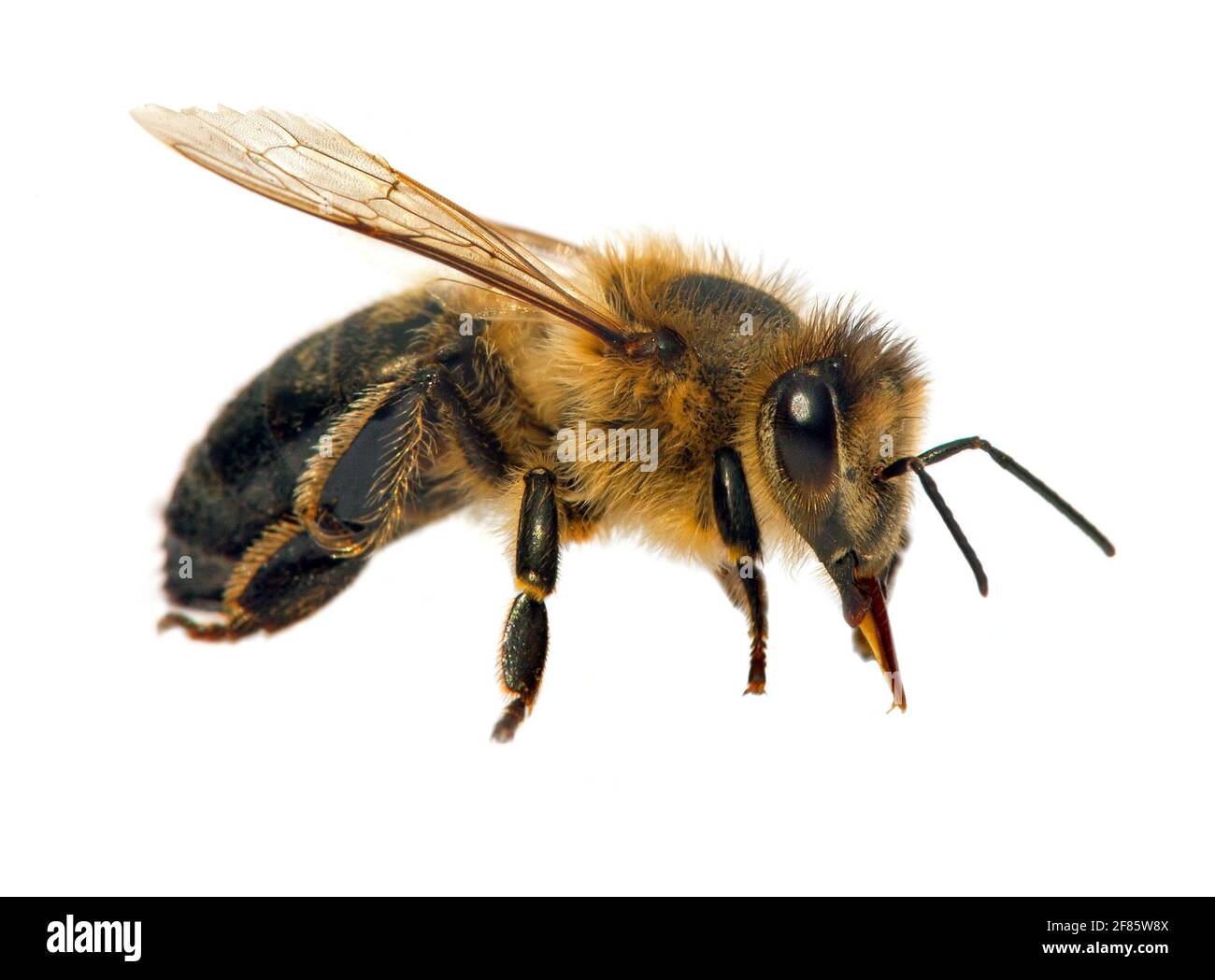 Contemporáneo giro tener Detalle de abeja o abeja melífera en Apis mellifera latina, abeja melífera  europea o occidental aislada sobre fondo blanco Fotografía de stock - Alamy