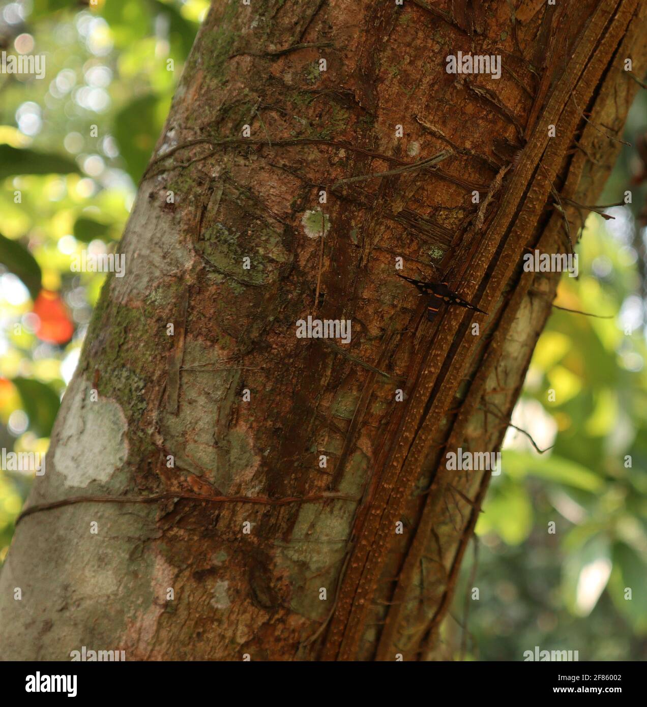 Cerca de un tronco de árbol marrón con un pequeño mariposa negra con puntos blancos y rayas naranjas Foto de stock